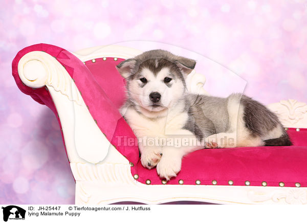 liegender Malamute Welpe / lying Malamute Puppy / JH-25447