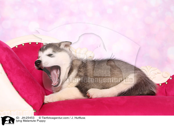 liegender Malamute Welpe / lying Malamute Puppy / JH-25453