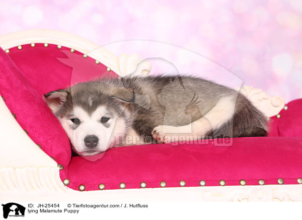 liegender Malamute Welpe / lying Malamute Puppy / JH-25454