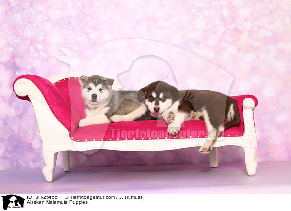 Alaskan Malamute Welpen / Alaskan Malamute Puppies / JH-25455