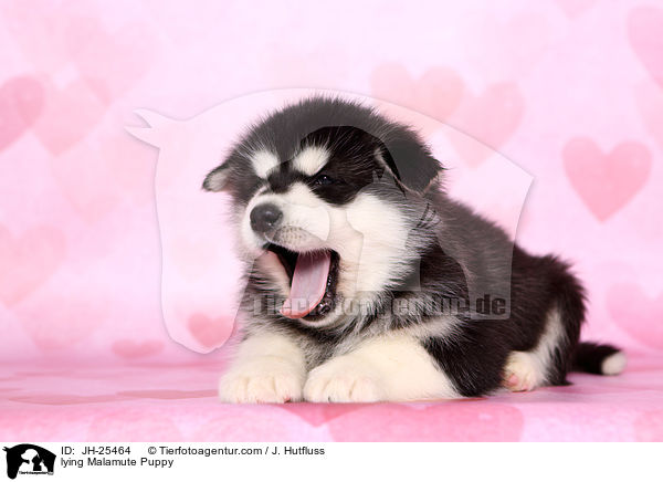 liegender Malamute Welpe / lying Malamute Puppy / JH-25464