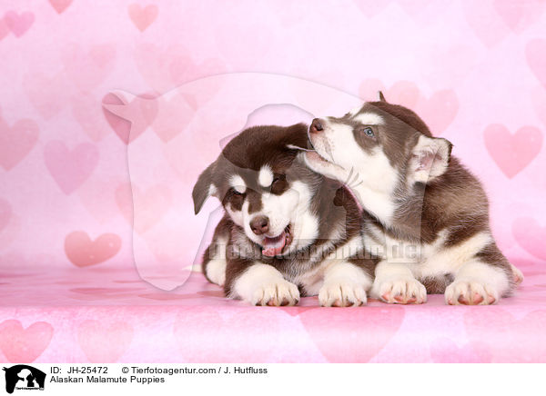 Alaskan Malamute Welpen / Alaskan Malamute Puppies / JH-25472