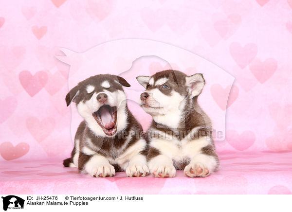 Alaskan Malamute Welpen / Alaskan Malamute Puppies / JH-25476