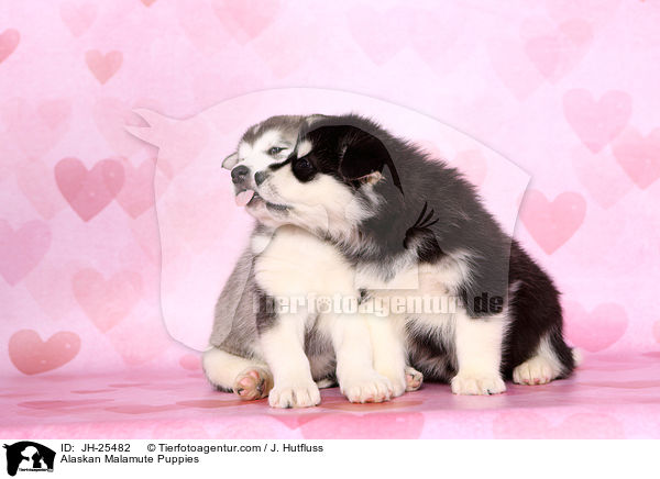 Alaskan Malamute Welpen / Alaskan Malamute Puppies / JH-25482