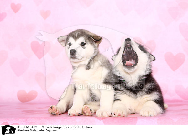 Alaskan Malamute Welpen / Alaskan Malamute Puppies / JH-25483