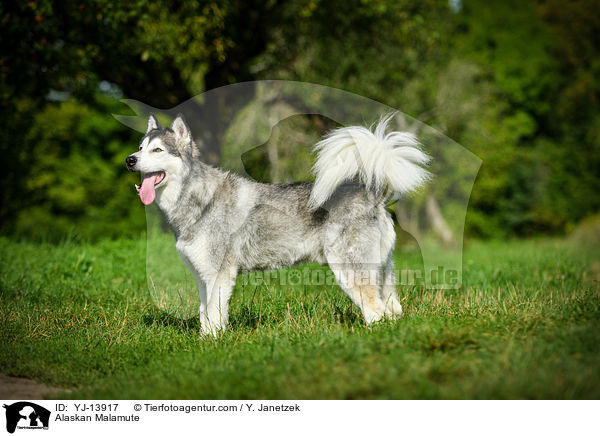 Alaskan Malamute / Alaskan Malamute / YJ-13917