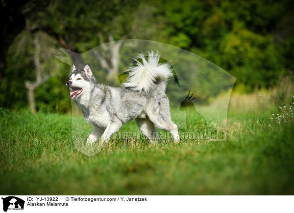 Alaskan Malamute / Alaskan Malamute / YJ-13922