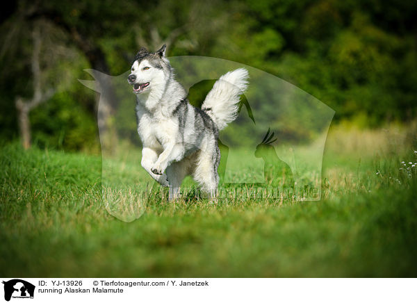 rennender Alaskan Malamute / running Alaskan Malamute / YJ-13926