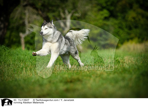 rennender Alaskan Malamute / running Alaskan Malamute / YJ-13927