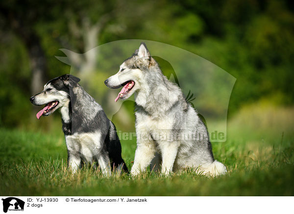 2 Hunde / 2 dogs / YJ-13930