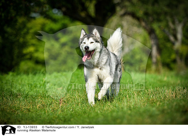 rennender Alaskan Malamute / running Alaskan Malamute / YJ-13933
