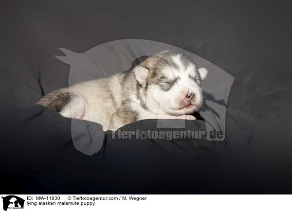 liegender Alaskan Malamute Welpe / lying alaskan malamute puppy / MW-11930