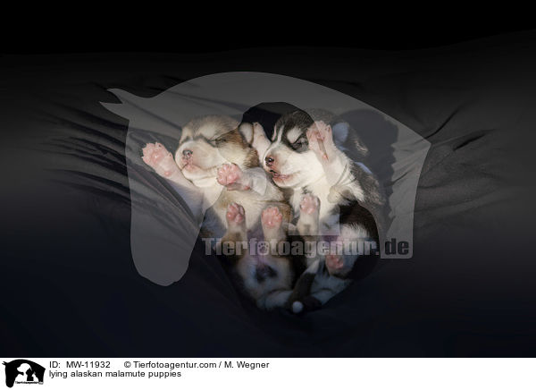 liegende Alaskan Malamute Welpen / lying alaskan malamute puppies / MW-11932