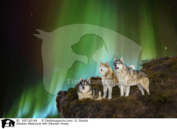 Alaskan Malamute with Siberian Husky / SST-20184