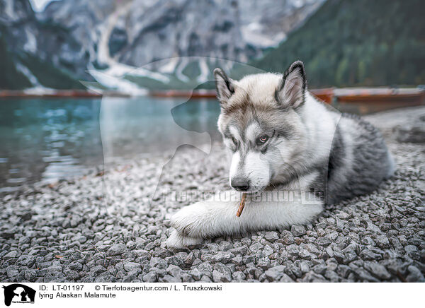 liegender Alaskan Malamute / lying Alaskan Malamute / LT-01197