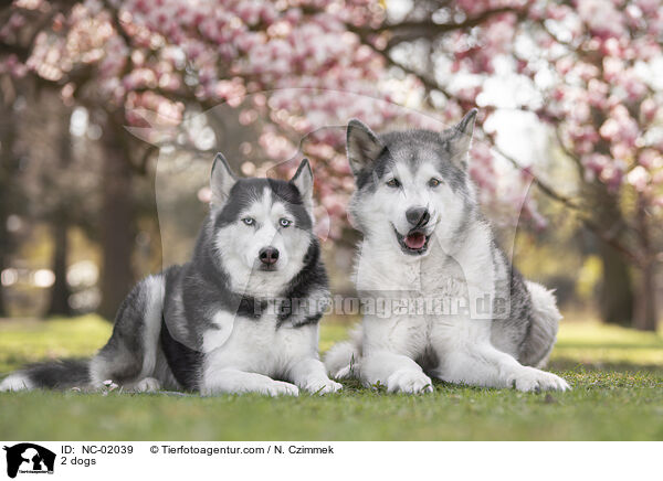 2 Hunde / 2 dogs / NC-02039
