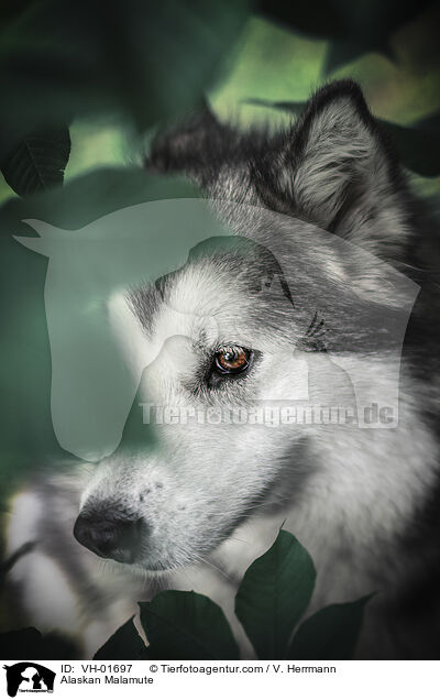 Alaskan Malamute / Alaskan Malamute / VH-01697