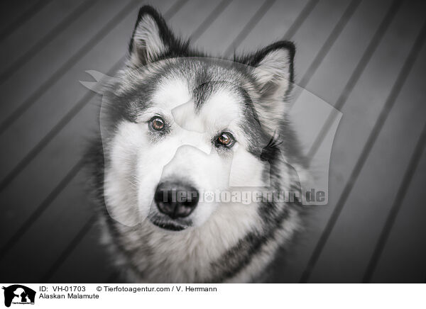 Alaskan Malamute / Alaskan Malamute / VH-01703