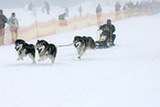 dog sledding