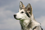 Alaskan Malamute Portrait