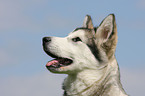 Alaskan Malamute Portrait