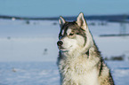 Alaskan Malamute in winter