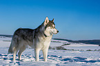 Alaskan Malamute in winter