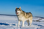 Alaskan Malamute in winter