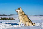 Alaskan Malamute in winter