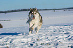 Alaskan Malamute in winter