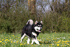 walking Alaskan Malamute