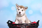 Alaskan Malamute Puppy