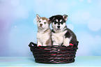 2 Alaskan Malamute Puppies