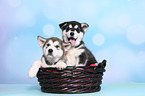 2 Alaskan Malamute Puppies