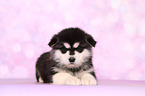 lying Malamute Puppy