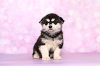 sitting Malamute Puppy