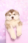 Alaskan Malamute Puppy