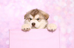 Alaskan Malamute Puppy