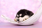 sleeping Alaskan Malamute Puppy