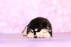 sleeping Alaskan Malamute Puppy