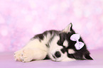 sleeping Alaskan Malamute Puppy