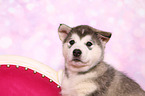 Alaskan Malamute Puppy