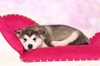 lying Malamute Puppy