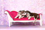 Alaskan Malamute Puppies