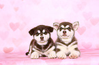 Alaskan Malamute Puppies