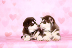 Alaskan Malamute Puppies