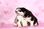 Alaskan Malamute Puppies
