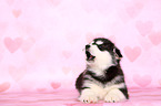 lying Malamute Puppy