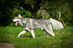 Alaskan Malamute