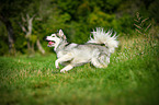 running Alaskan Malamute